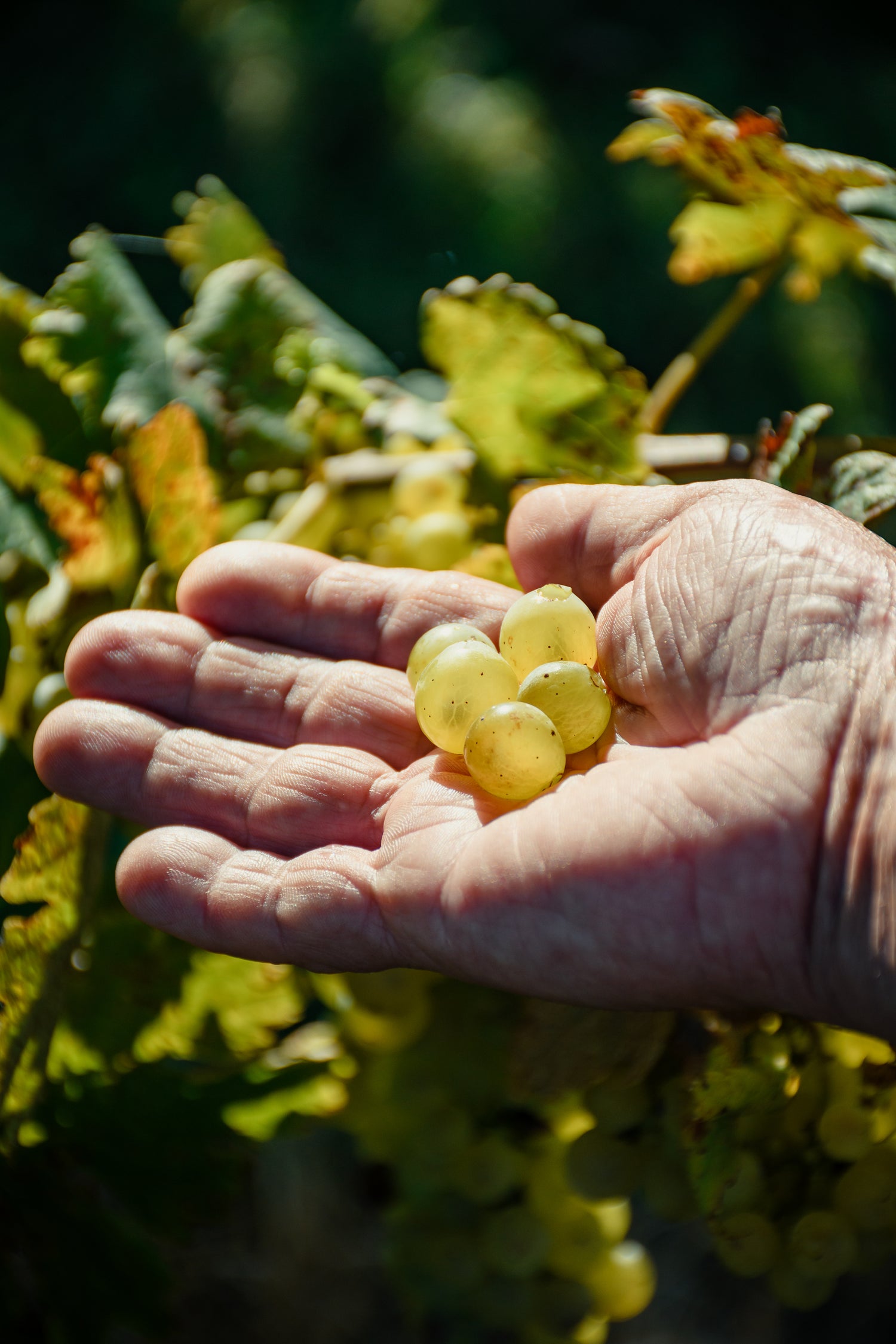 Vendimia 2024 Bodega Cerro Chapeu